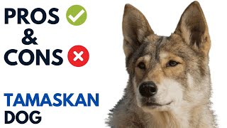 Tamaskan Dog Pros and Cons  Tamaskan Dog Advantages and Disadvantages [upl. by Yerroc]