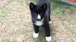 Tapio  A Karelian Bear Dog Puppy [upl. by Ranee]