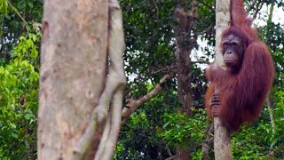 A NewlyReleased Orangutan Turns on His Handlers [upl. by Eellek]