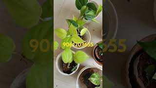 salepothosPhilodenron plants combo Ph9061203655 [upl. by Milissent]