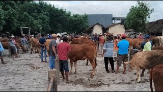 Pasar sapi tertek pare pagi ini [upl. by Ymmak]