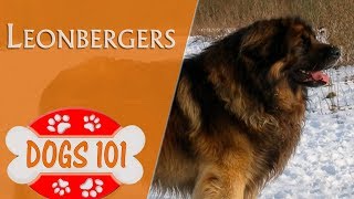 Dogs 101  LEONBERGER  Top Dog Facts About the LEONBERGER [upl. by Tamarah]