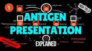 Antigen presentation HLA genes and MHC II receptors What is the difference [upl. by Delija385]