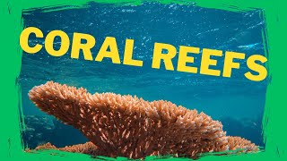 Coral Reefs Guardians of the Ocean [upl. by Cromwell]