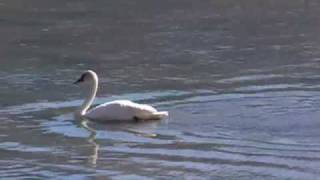 Facts about Trumpeter Swans [upl. by Devonne123]