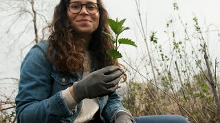 Identify Harvest and Prepare Stinging Nettle [upl. by Sema57]