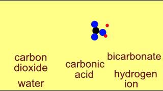 BICARBONATE BUFFER SYSTEM [upl. by Salomi]