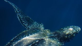 Worlds Largest Sea Turtle Leatherback turtle [upl. by Ennairda632]