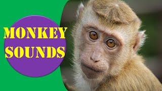 Monkey Sounds  Monkey Sound Effect  Animal Sounds [upl. by Fatsug]