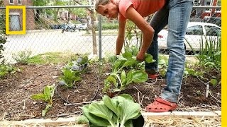 Urban Gardeners Grow Crops in Spare Spaces  National Geographic [upl. by Stortz]