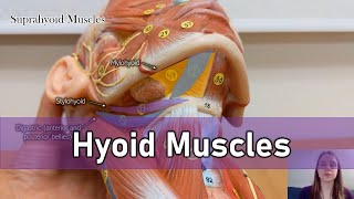 Hyoid muscles [upl. by Hull]