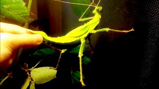 ANGRY Jungle Nymph  Hissing Stick Insect Heteropteryx dilatata [upl. by Airaet]