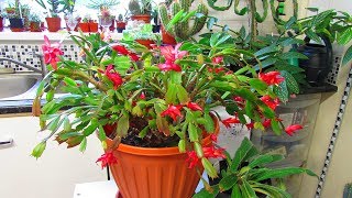 My very old Christmas Cactus  Schlumbergera truncata in beautiful red Bloom [upl. by Liban]