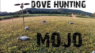 Dove hunting decoys and tips [upl. by Yuu]