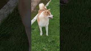 Akita Inu  Himare ❤️ akitainu akitadog akita cães [upl. by Vowel671]