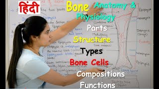 Bone Anatomy and Physiology in Hindi  Bone cells  compositions  Types  Structure  Functions [upl. by Vescuso]