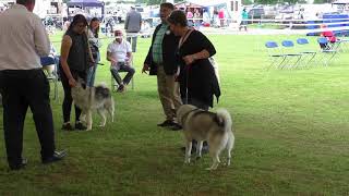 Southern Counties Norwegian Elkhound classes 2018 [upl. by Anivlem20]