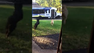 Dogs Excited to Ride the Doggie School Bus  ViralHog [upl. by Seena]