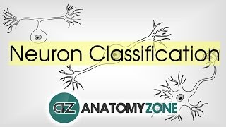 Types of Neurons by Structure  Neuroanatomy Basics  Anatomy Tutorial [upl. by Iteerp]