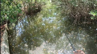 Found Hidden Canal In Biscayne National ParkWorth It Or Waste Of TimePark Walk Through [upl. by Roger]