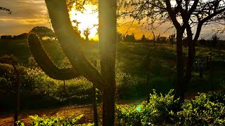 Agroforestry in the semi arid  Working for photosynthesis  FOOD FOREST PRACTICES [upl. by Aehsal]