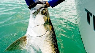 Fishing for Giant Tarpon and Kingfish [upl. by Ailyn]