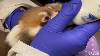 Toronto Zoo Baby Red Panda A Day In The Life Of A Keeper [upl. by Tterraj]