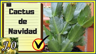 🌟 Cuidados del Cactus de NAVIDAD 🌵 Schlumbergera truncata un cactus ATÍPICO [upl. by Fitalludba576]