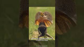 This lizard can run on the water  animal video Frilled Lizard [upl. by Alton]