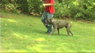 Presa Canario Training in the yard [upl. by Erna976]