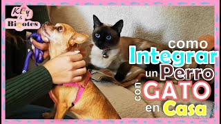 Como presentar un perro🐶 con un gato😺 Como integrar un perro teniendo un gato en casa🏠 [upl. by Wiskind]