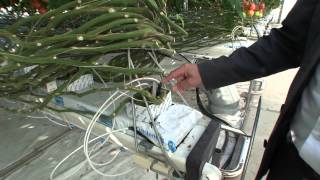 Hacking Tomatoes at the Worlds Greenest Greenhouse [upl. by Aidnyc]