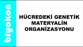 6 Ders  12 Sınıf Biyoloji  ayt biyoloji  Hücredeki Genetik Materyalin Organizasyonu [upl. by Jaquelyn]