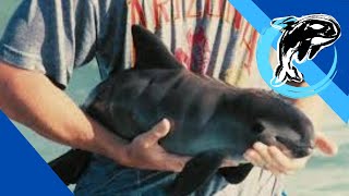 How To Save The Vaquita The Worlds Most Endangered Animal [upl. by Oralia]