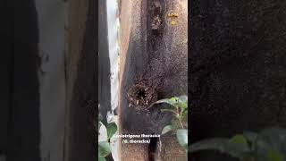 Geniotrigona thoracica shortvideo subscribe bee likeandsubscribe fyppppppppppppppppppppppppppp [upl. by Ovid699]