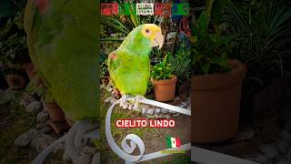 Cielito Lindo 😘 Pedro Infante 🇲🇽 Loro Mexicano Shorts loro amor mexico parrot viralvideo fyp [upl. by Mala]