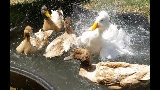 Happy backyard ducks swimming in fresh water [upl. by Thetisa]