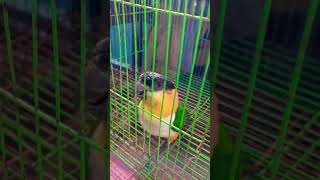 Caique parrot talkingiphoneringtone parrot caiqueparrot viral talkingparrot talkingparakeet [upl. by Waddell]