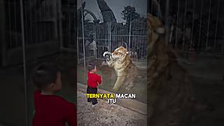 Macan yang bersahabat shorts [upl. by Eelirrem728]