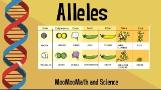 Alleles vs Gene [upl. by Atoiyanap]