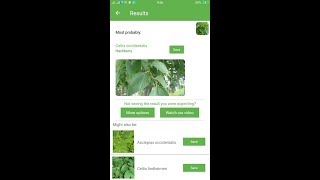 PlantSnap identifies a Hackberry Celtis occidentalis [upl. by Camey552]