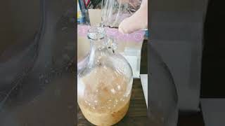 Making Hard Crab Apple Cider Part 2 cider homebrew hooch crabapple homemade [upl. by Abehs]