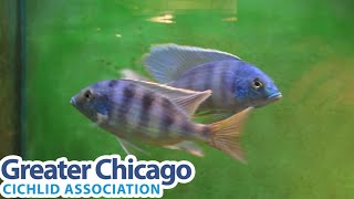 Mylochromis ericotaenia [upl. by Ardet]