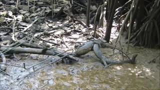 Big lizards fighting in Brunei [upl. by Eilata]