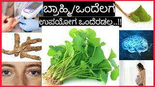 Ondelaga soppu recipes in Kannada  ಒಂದೆಲಗದ ಪ್ರಯೋಜನಗಳು  Brahmi recipes [upl. by Chris]