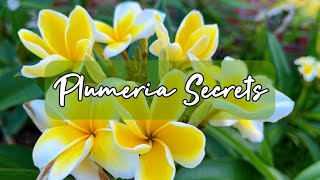 How To Grow Plumeria [upl. by Randy390]