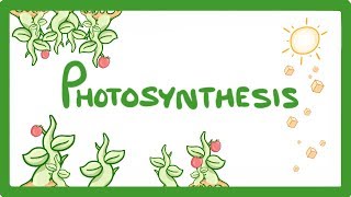 GCSE Biology  Photosynthesis 48 [upl. by Aromas]