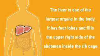 Liver Cancer Signs and Symptoms  DanaFarber Cancer Institute [upl. by Yenwat411]