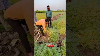 7972334422 only whatsapp me Daftari 21 chana seed दफ्तरी २१ चणा बीज agri guruji [upl. by Cohbath]