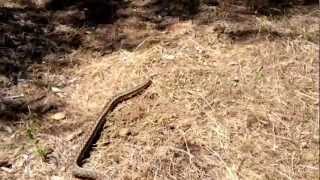 Gopher Snakes  Southern California 2012 [upl. by Ayra]